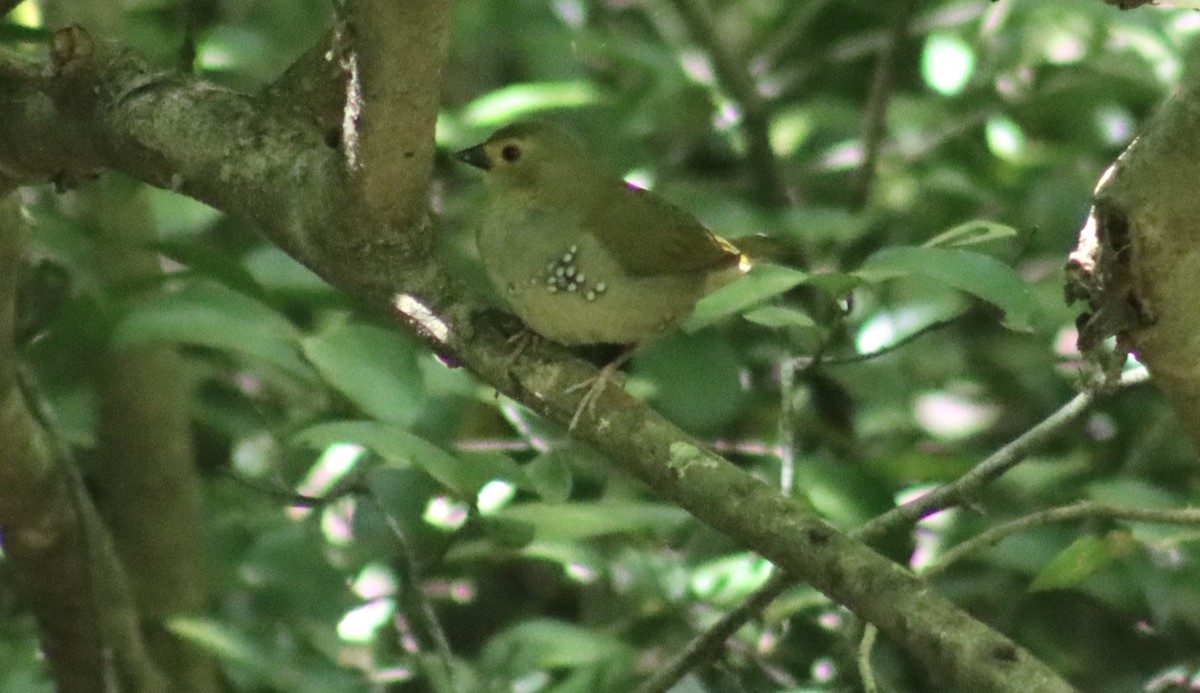 Green-backed Twinspot - ML644756635
