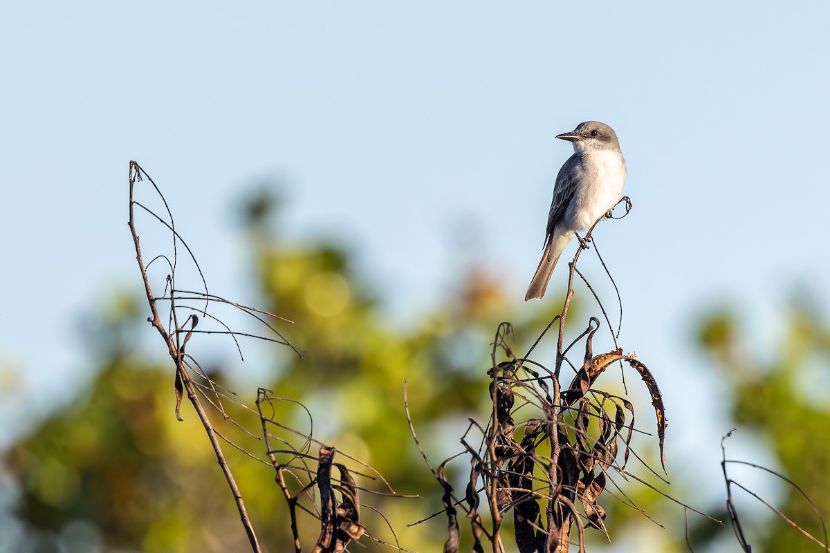 ハイイロタイランチョウ - ML644756650