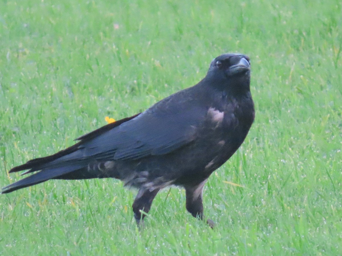 Carrion x Hooded Crow (hybrid) - ML644756661