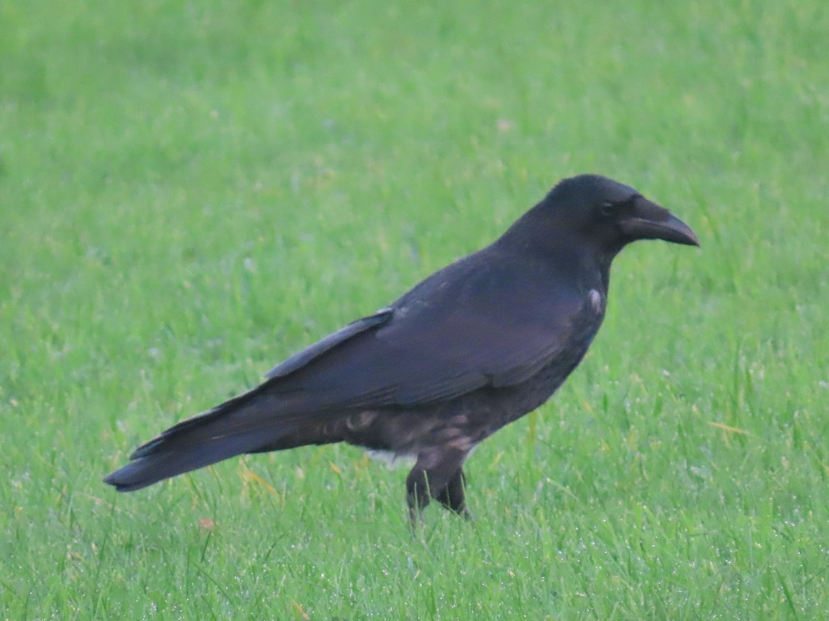 Carrion x Hooded Crow (hybrid) - ML644756662