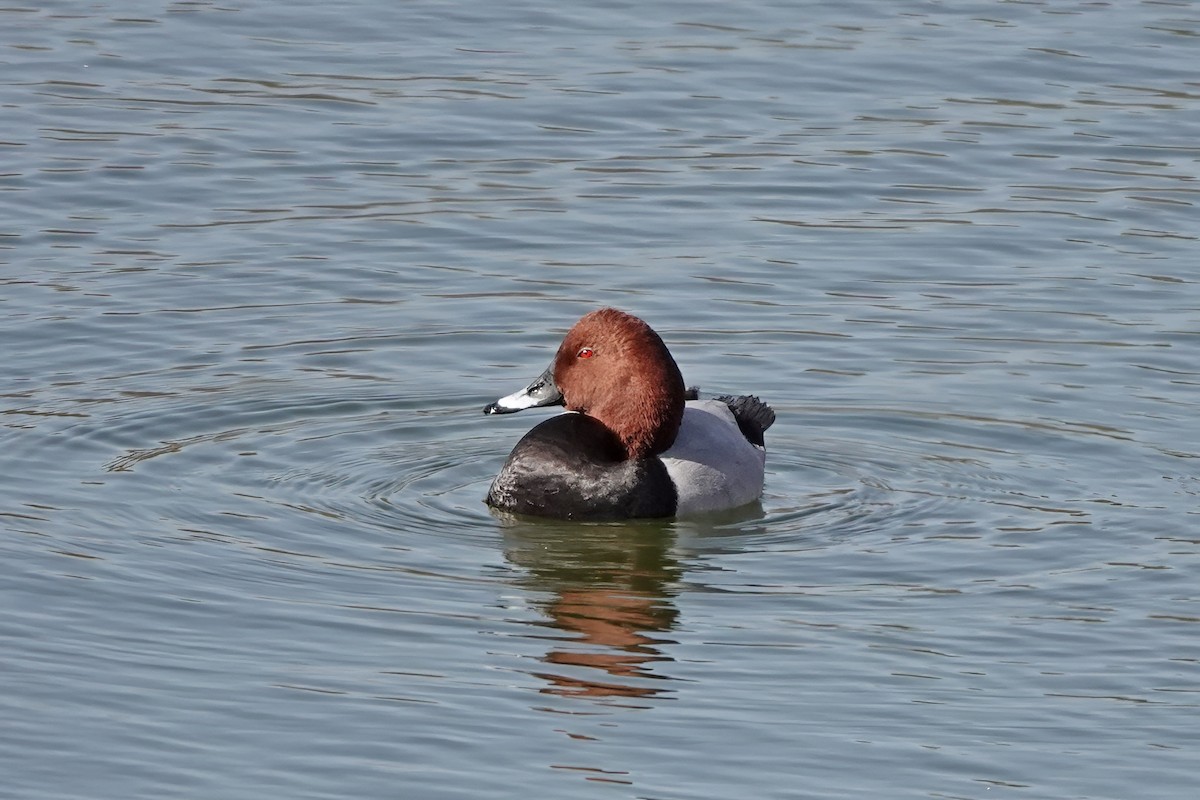 Улаан хүзүүт шумбуур - ML644756663