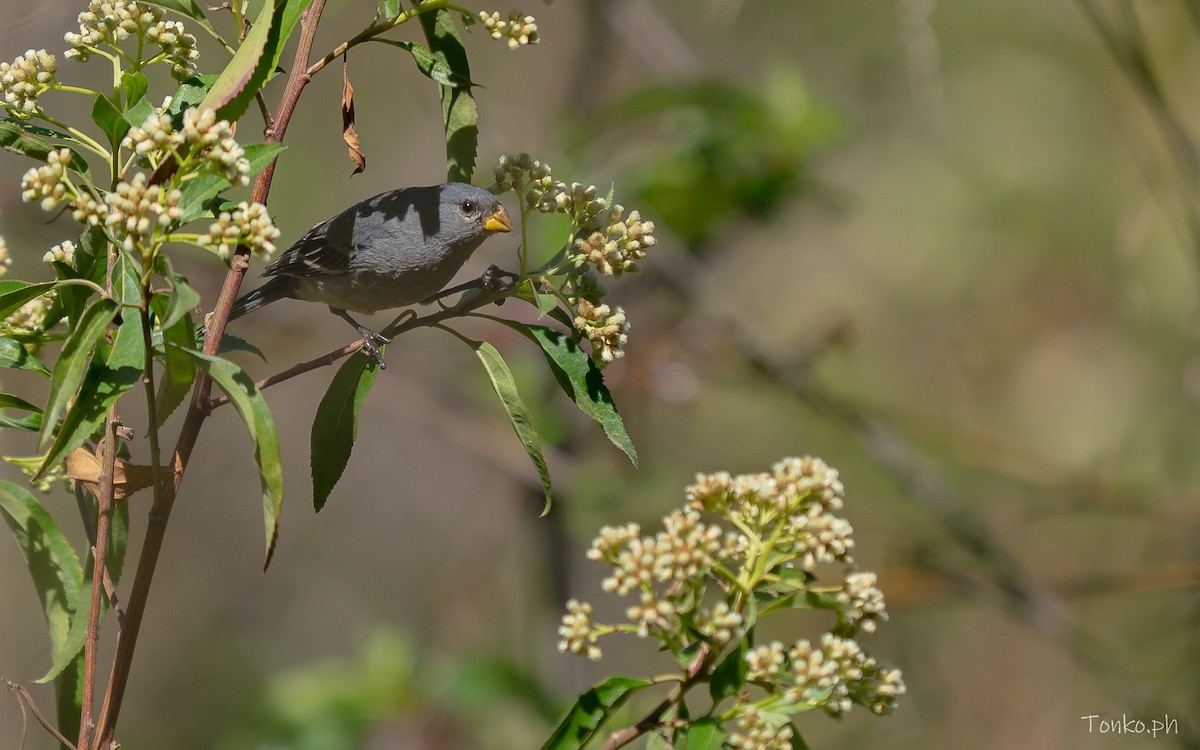 Band-tailed Seedeater - ML644756664