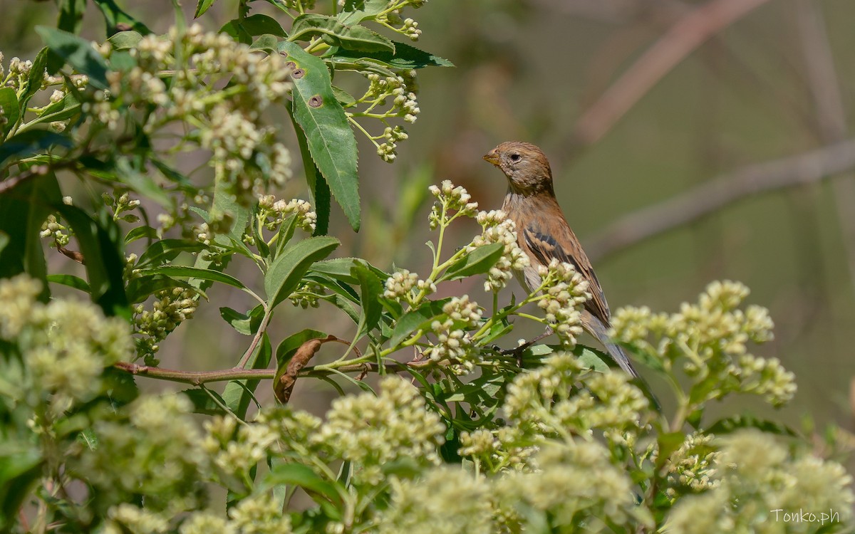 Band-tailed Seedeater - ML644756665