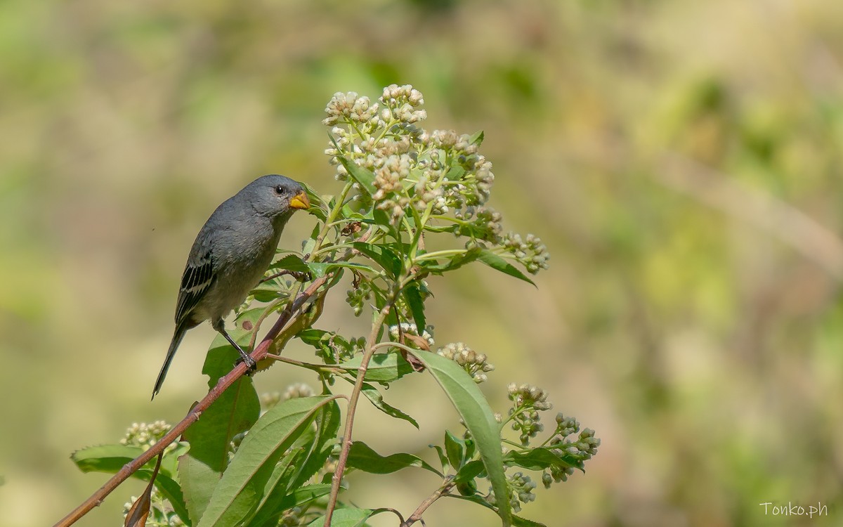 Band-tailed Seedeater - ML644756666