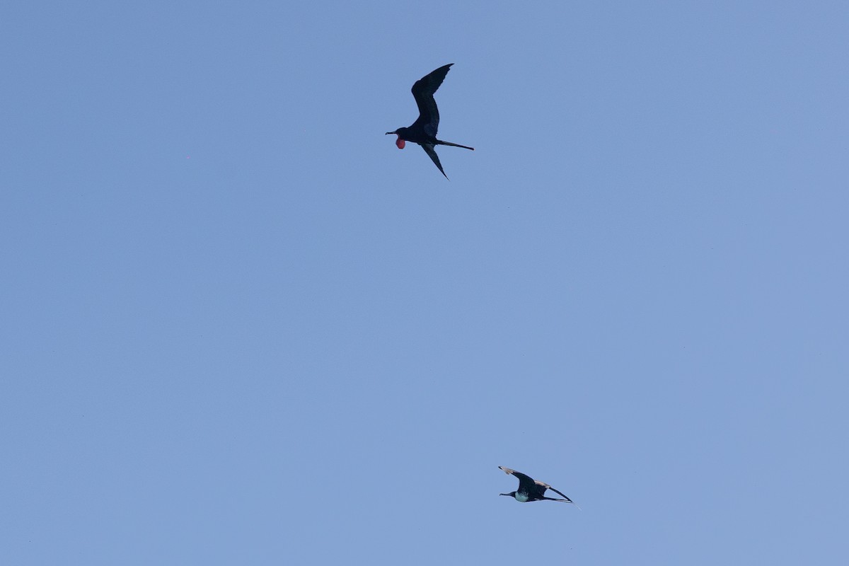 praktfregattfugl - ML644756667