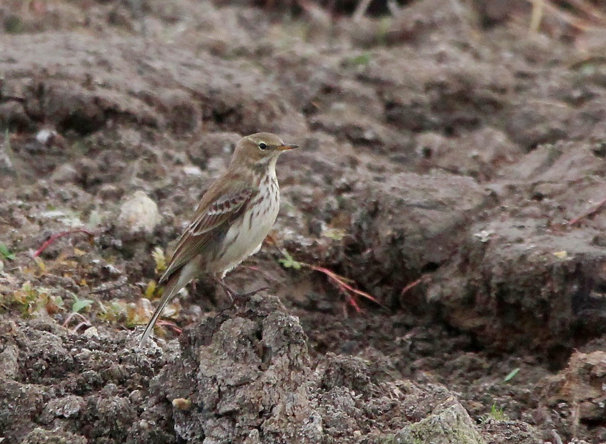 Pipit spioncelle - ML644756671