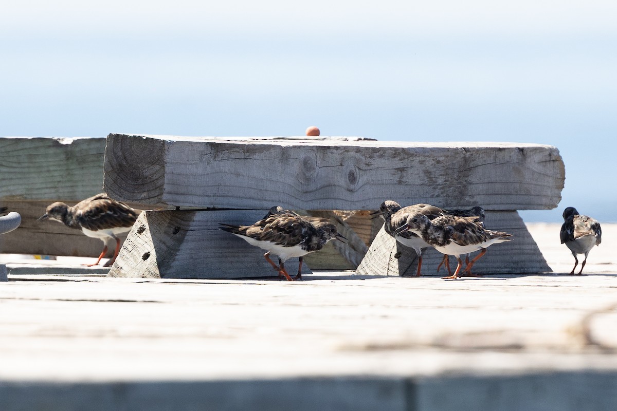 キョウジョシギ - ML644756675