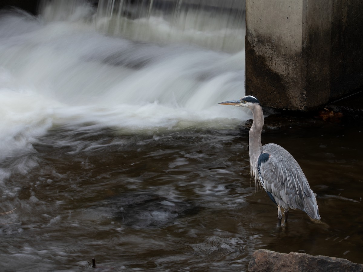 Great Blue Heron - ML644756676