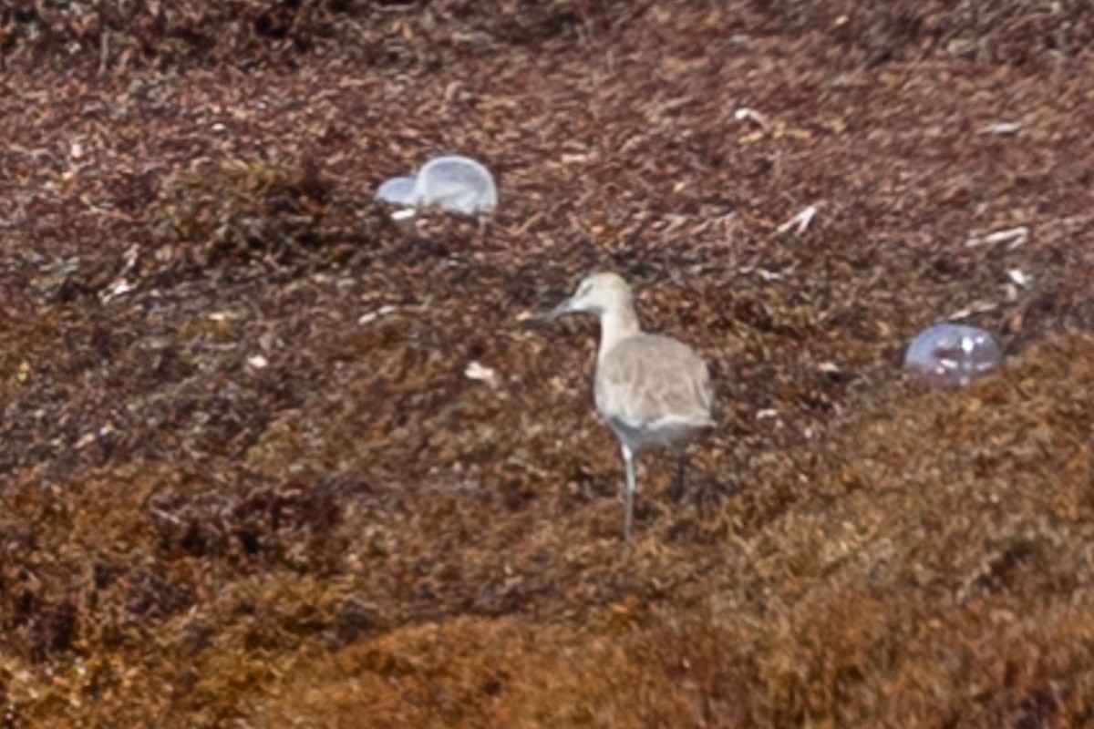 ハジロオオシギ - ML644756679