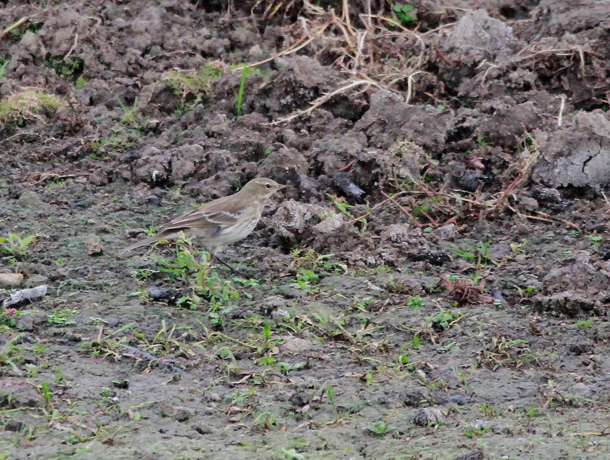 Pipit spioncelle - ML644756685