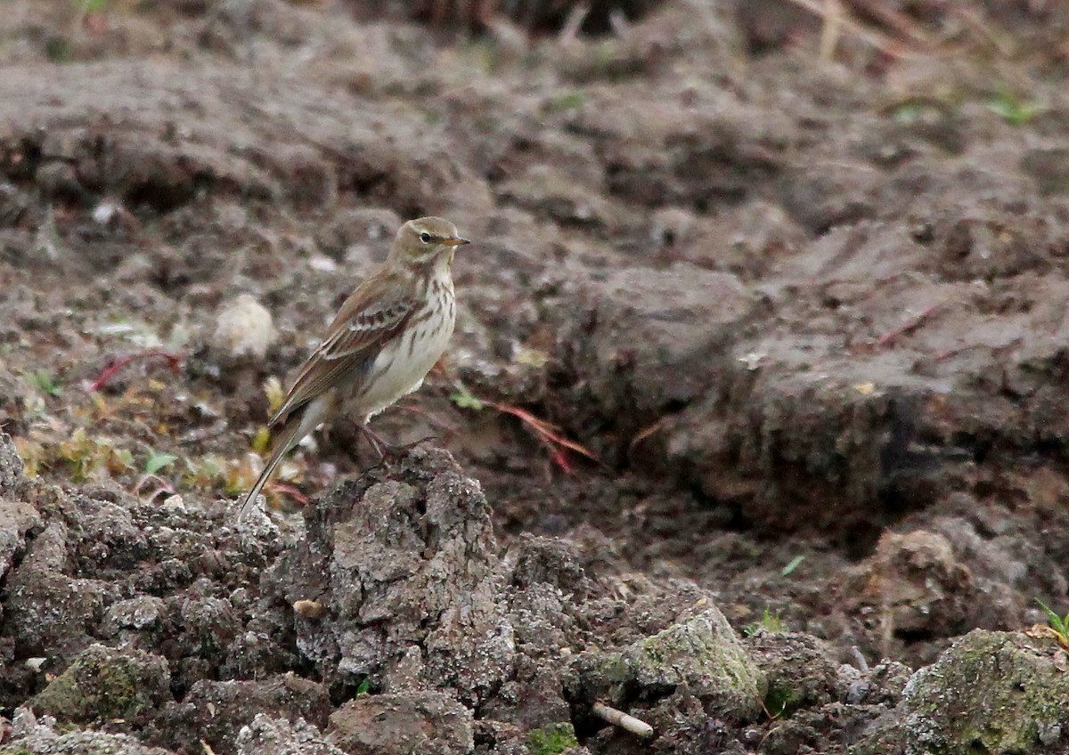 Pipit spioncelle - ML644756686