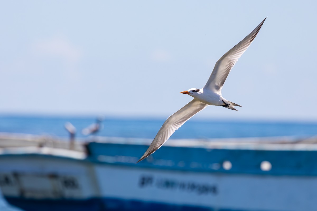 アメリカオオアジサシ - ML644756696