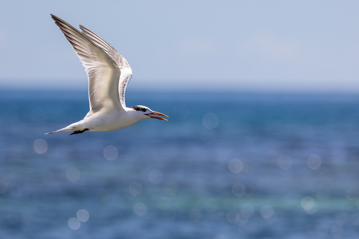 アメリカオオアジサシ - ML644756697