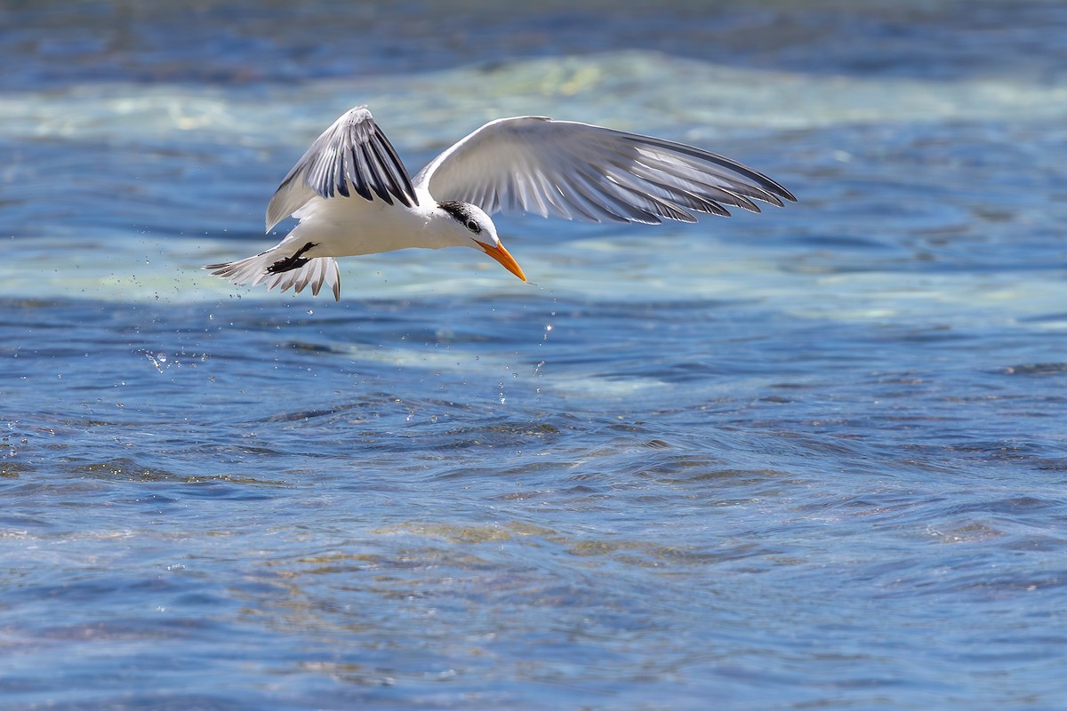 アメリカオオアジサシ - ML644756698