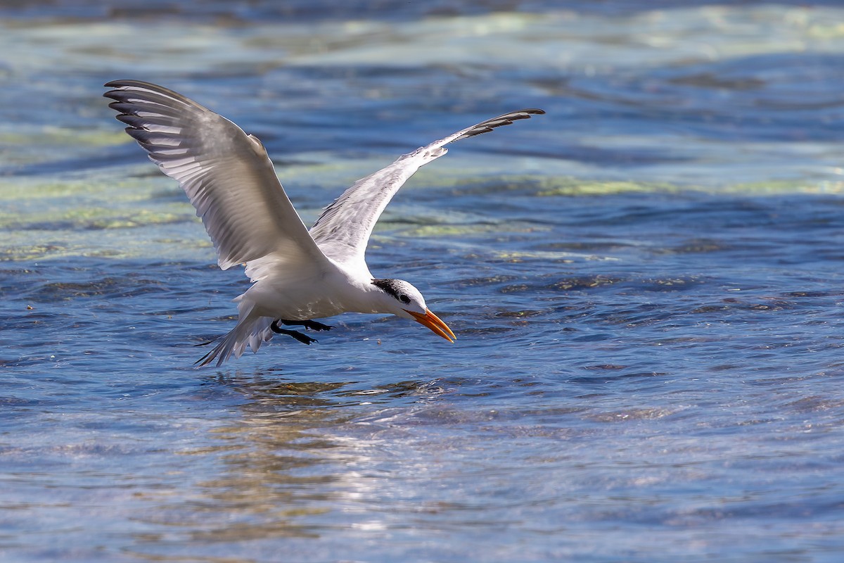 アメリカオオアジサシ - ML644756699