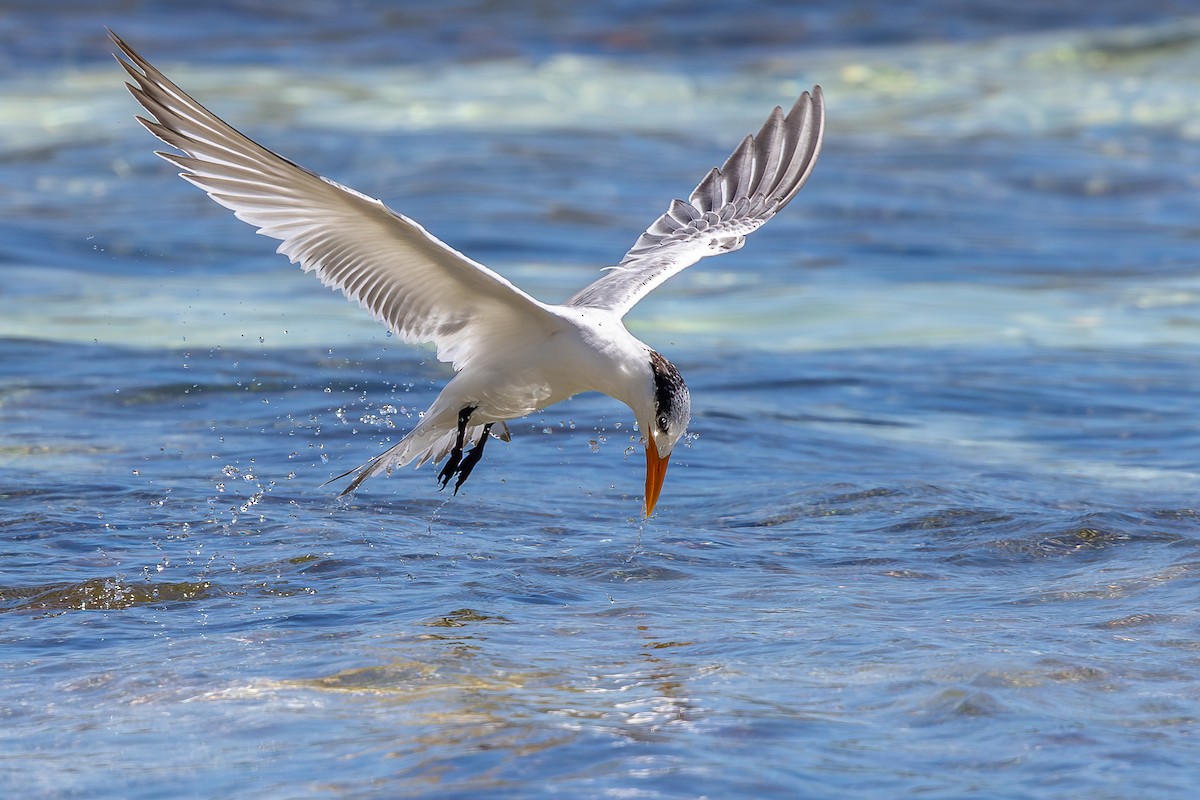 アメリカオオアジサシ - ML644756700