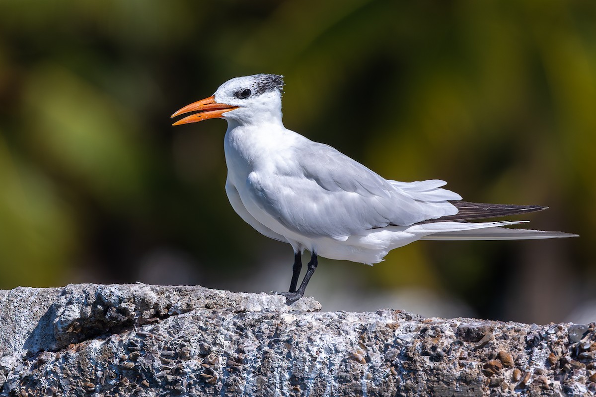 アメリカオオアジサシ - ML644756709