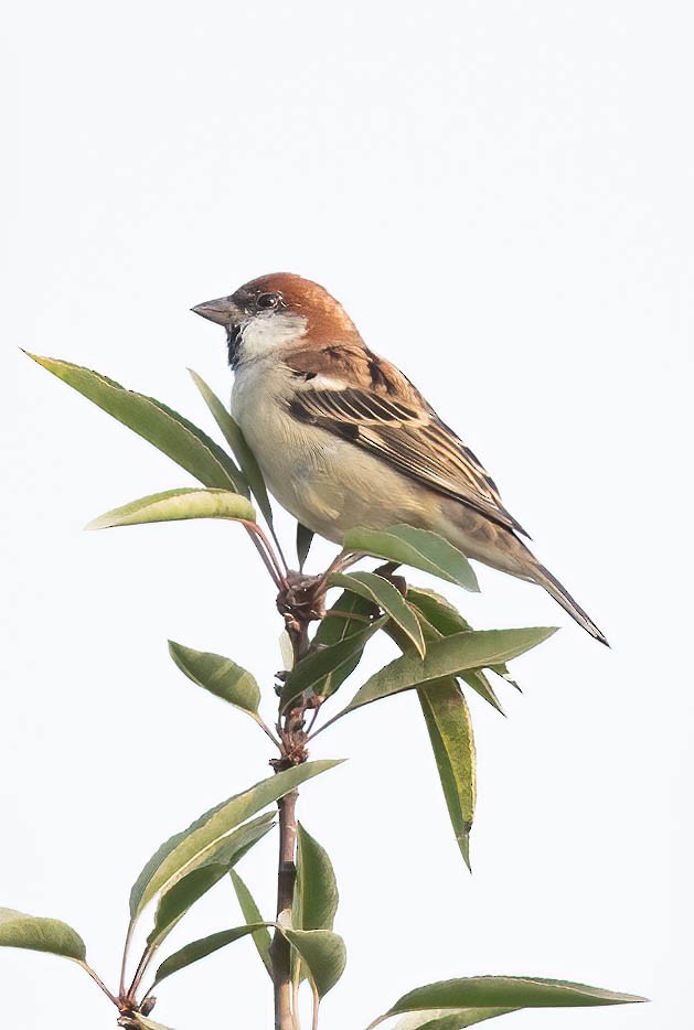 Горобець рудий - ML644756710