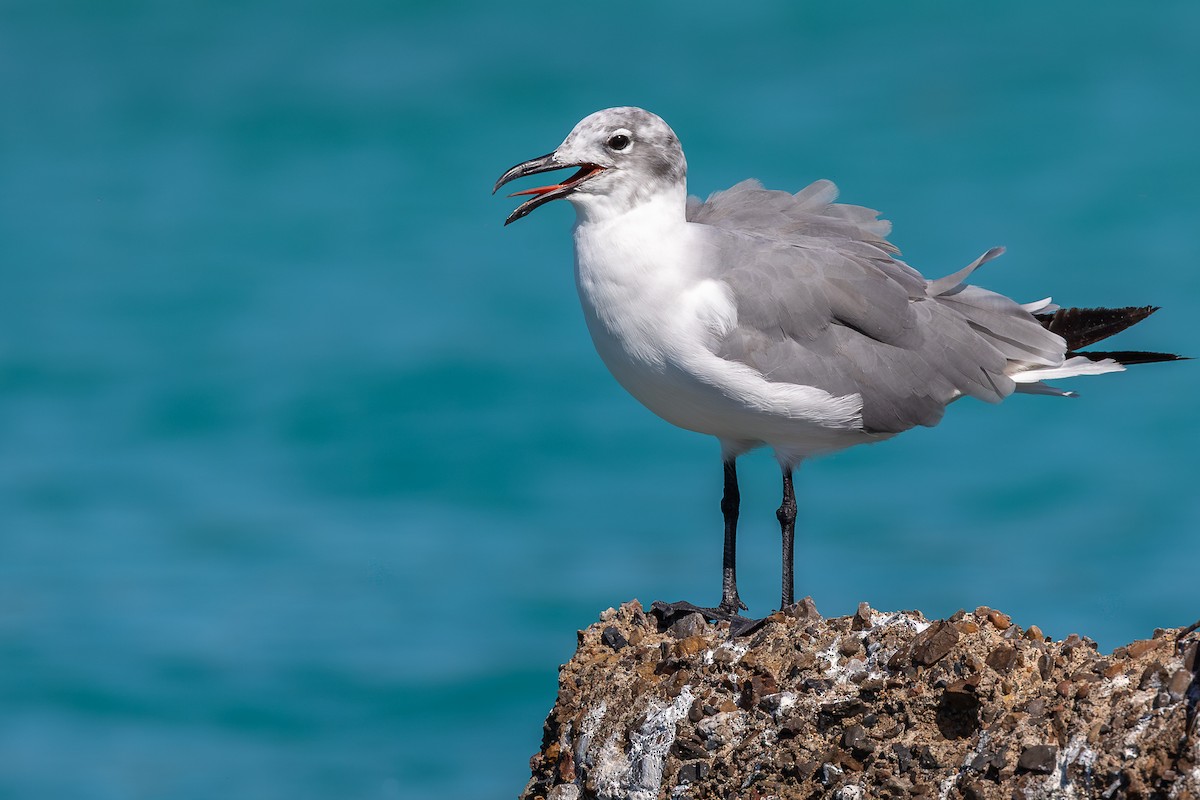 ワライカモメ - ML644756712