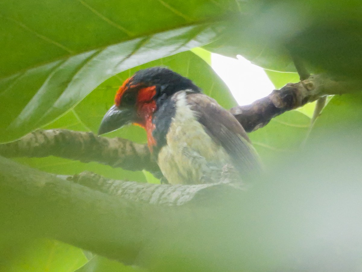 Black-collared Barbet - ML644756714