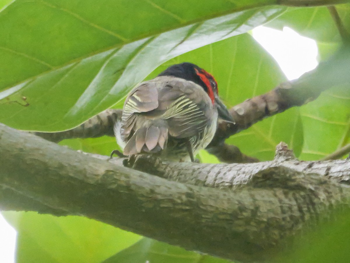 Black-collared Barbet - ML644756715