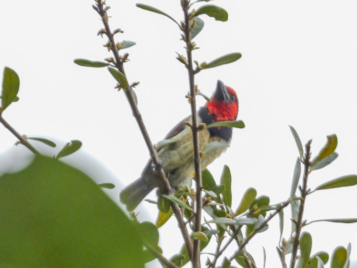 Black-collared Barbet - ML644756716