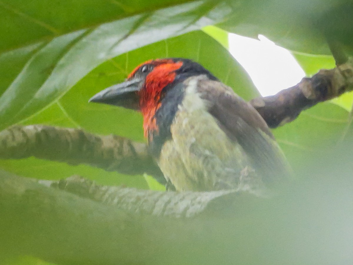 Black-collared Barbet - ML644756717