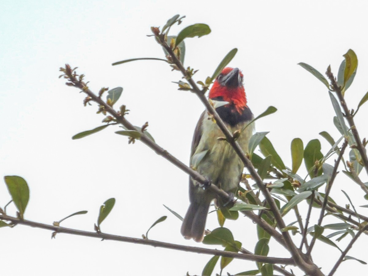 Black-collared Barbet - ML644756718