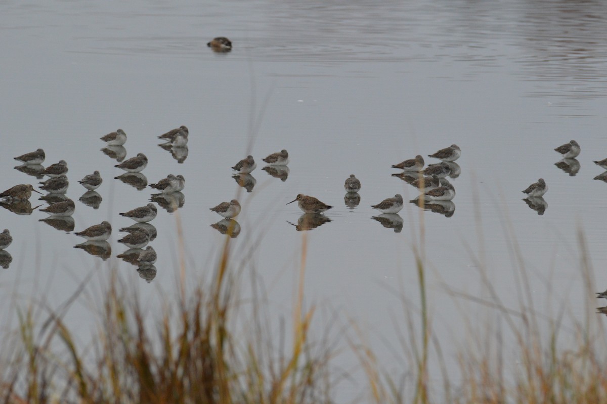 Hudsonian Godwit - ML644756728