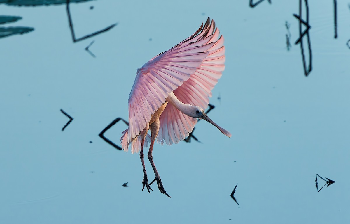 Espátula Rosada - ML644756729