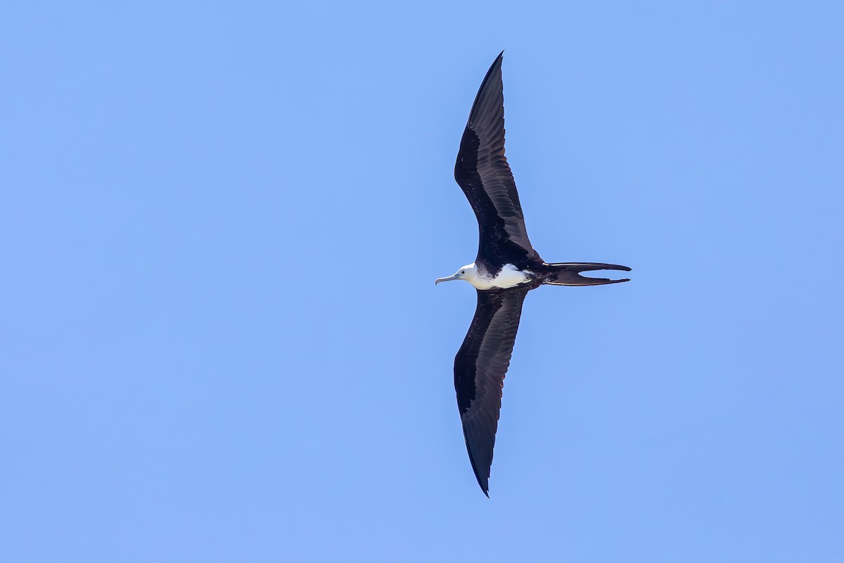 praktfregattfugl - ML644756730