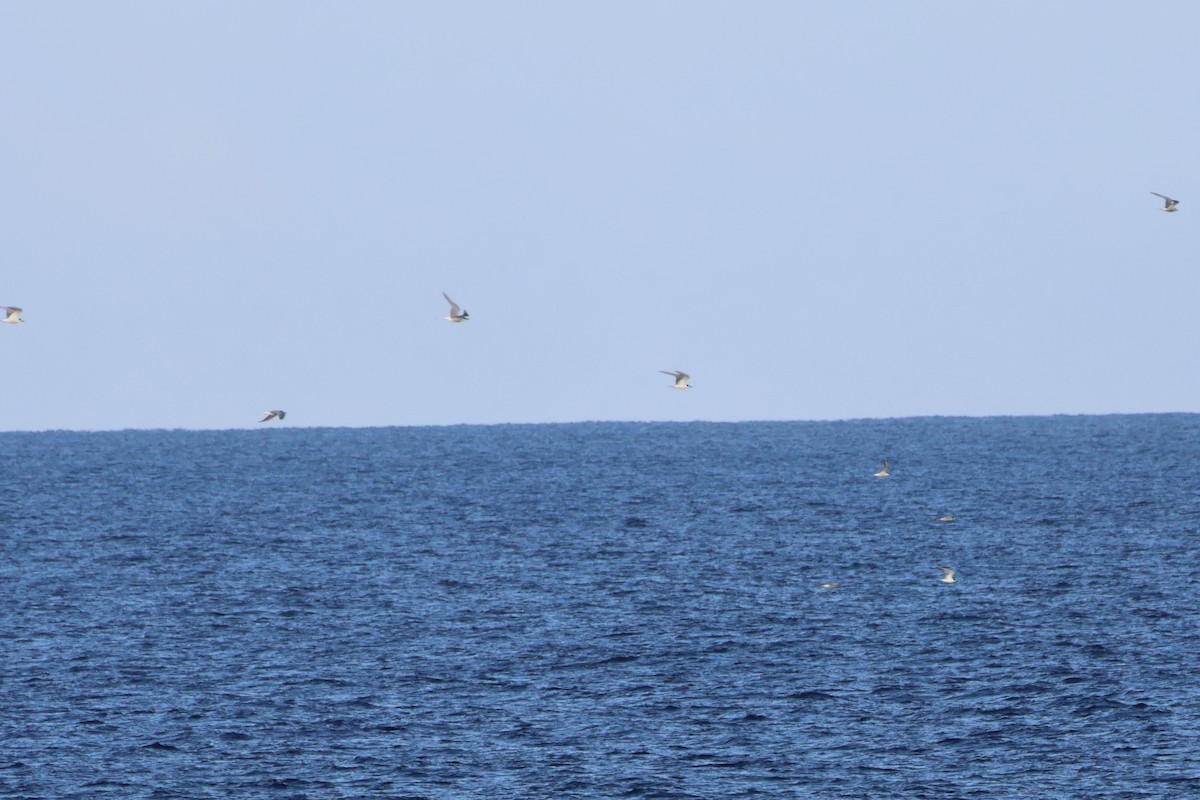 燕鷗 - ML644756734