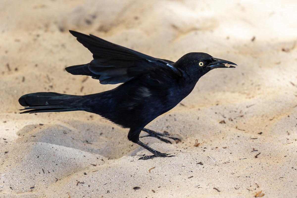 アンチルクロムクドリモドキ - ML644756739