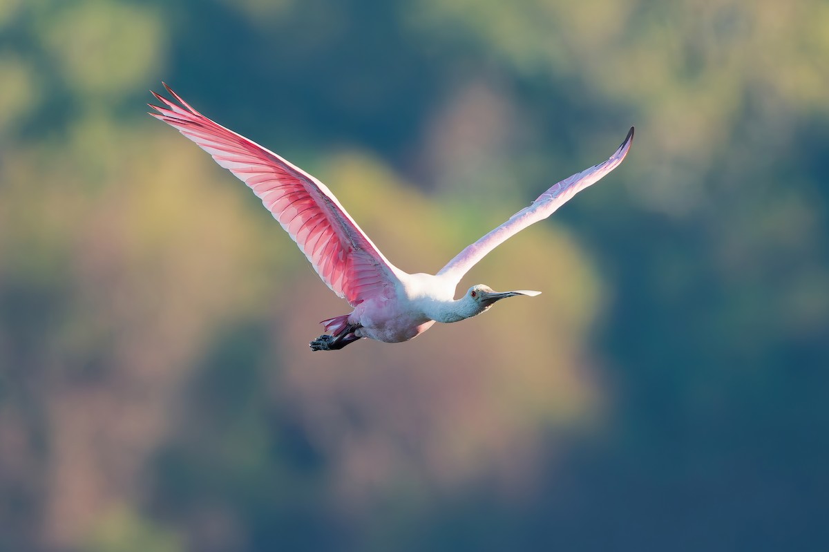 Espátula Rosada - ML644756740