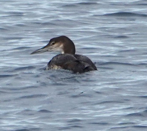 Aliota handia - ML644756742