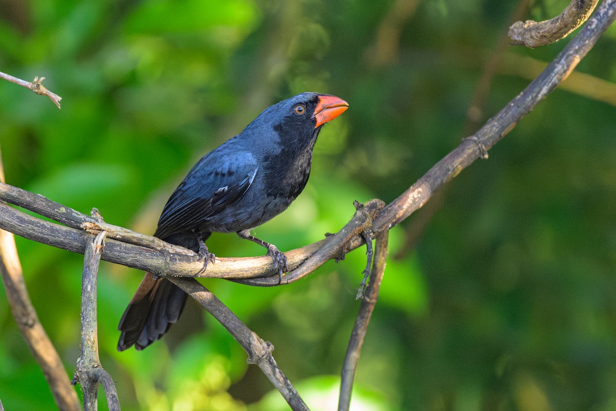 Black-throated Grosbeak - ML644756751