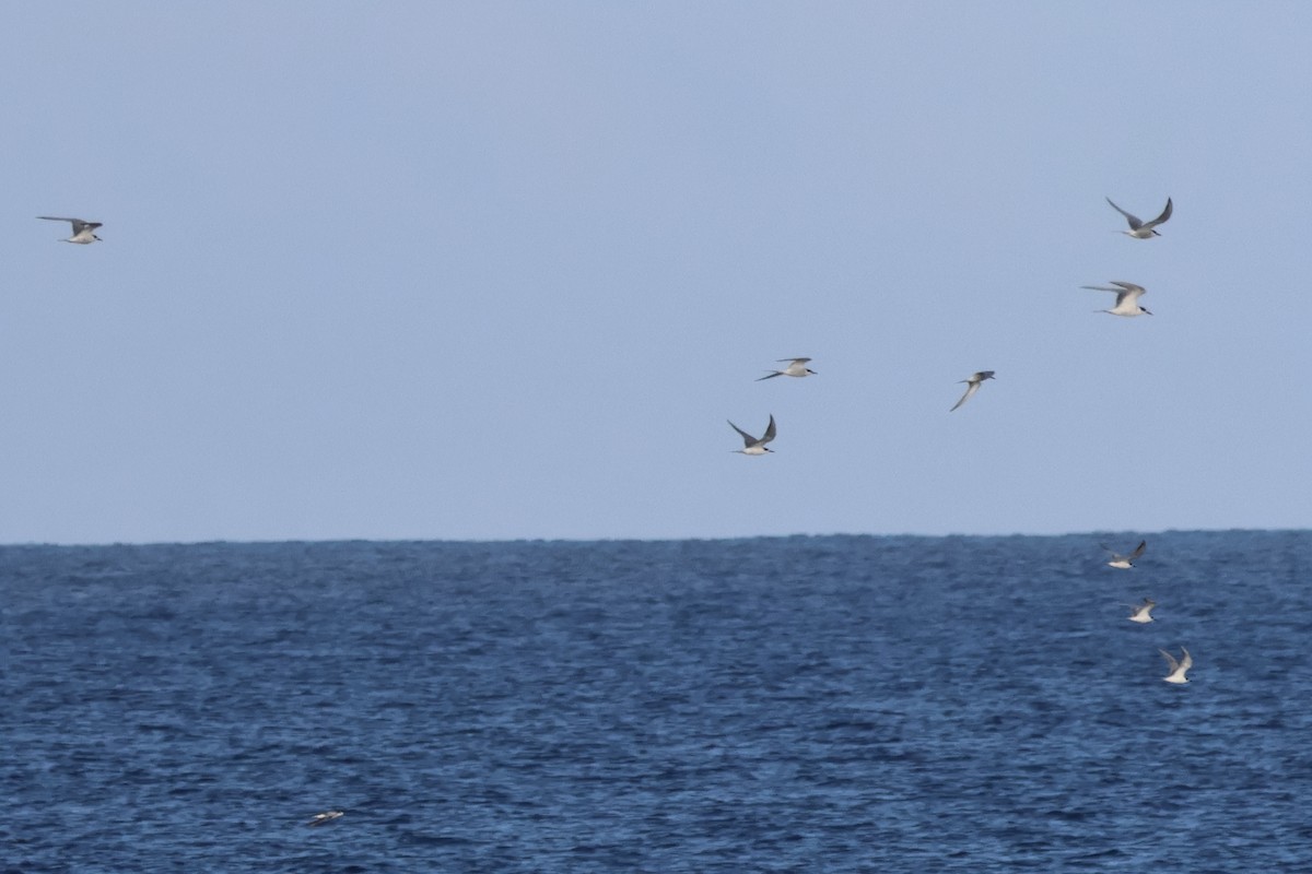 燕鷗 - ML644756762