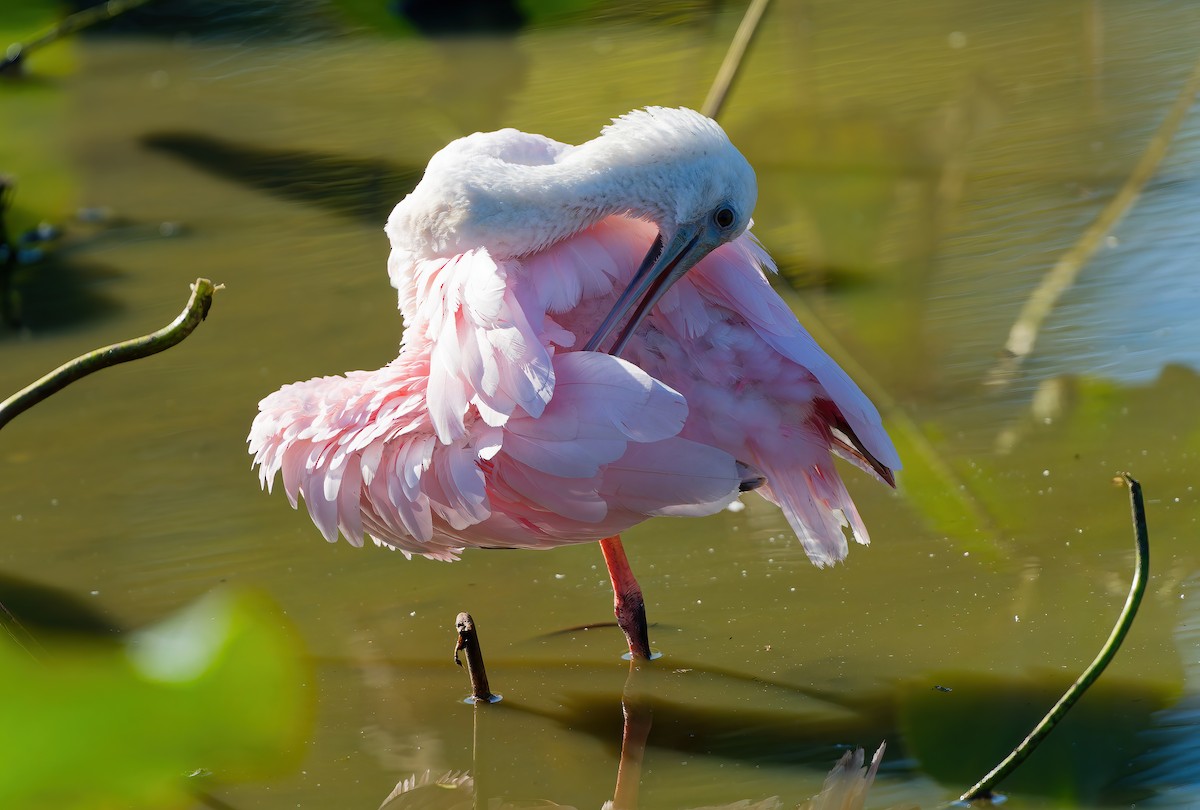 Espátula Rosada - ML644756764