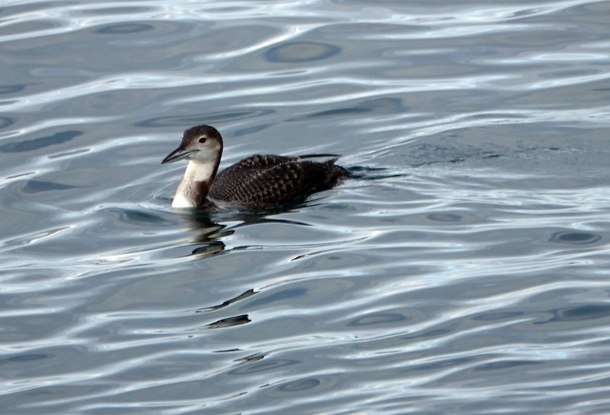 Aliota handia - ML644756765