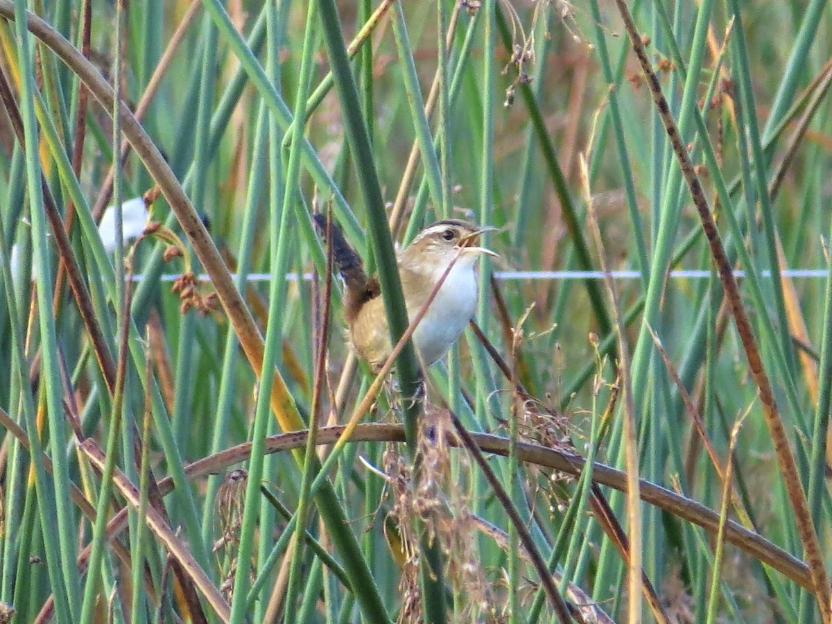 Troglodyte des marais - ML644756767