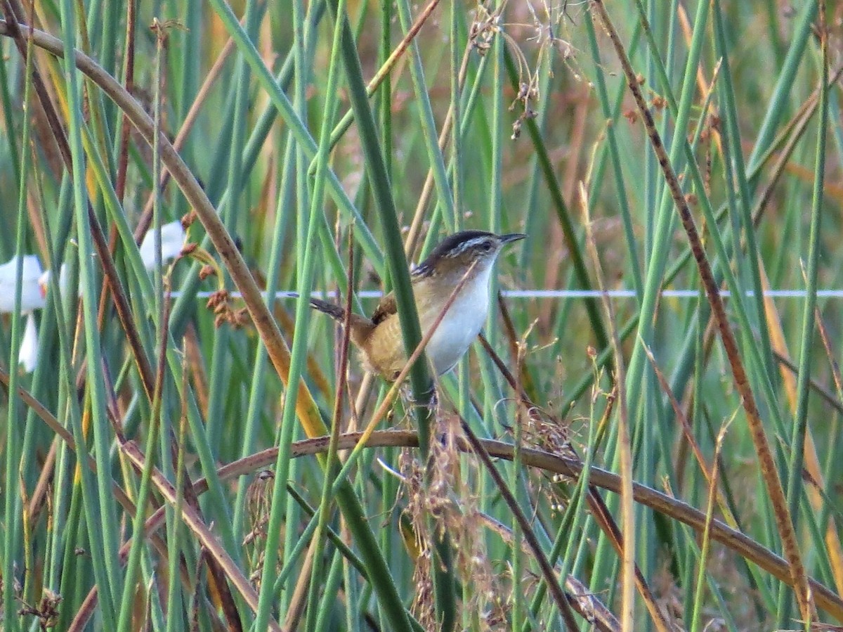 Troglodyte des marais - ML644756772