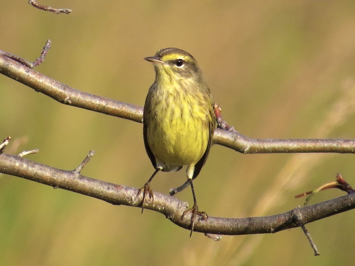 Paruline à couronne rousse (hypochrysea) - ML644756792