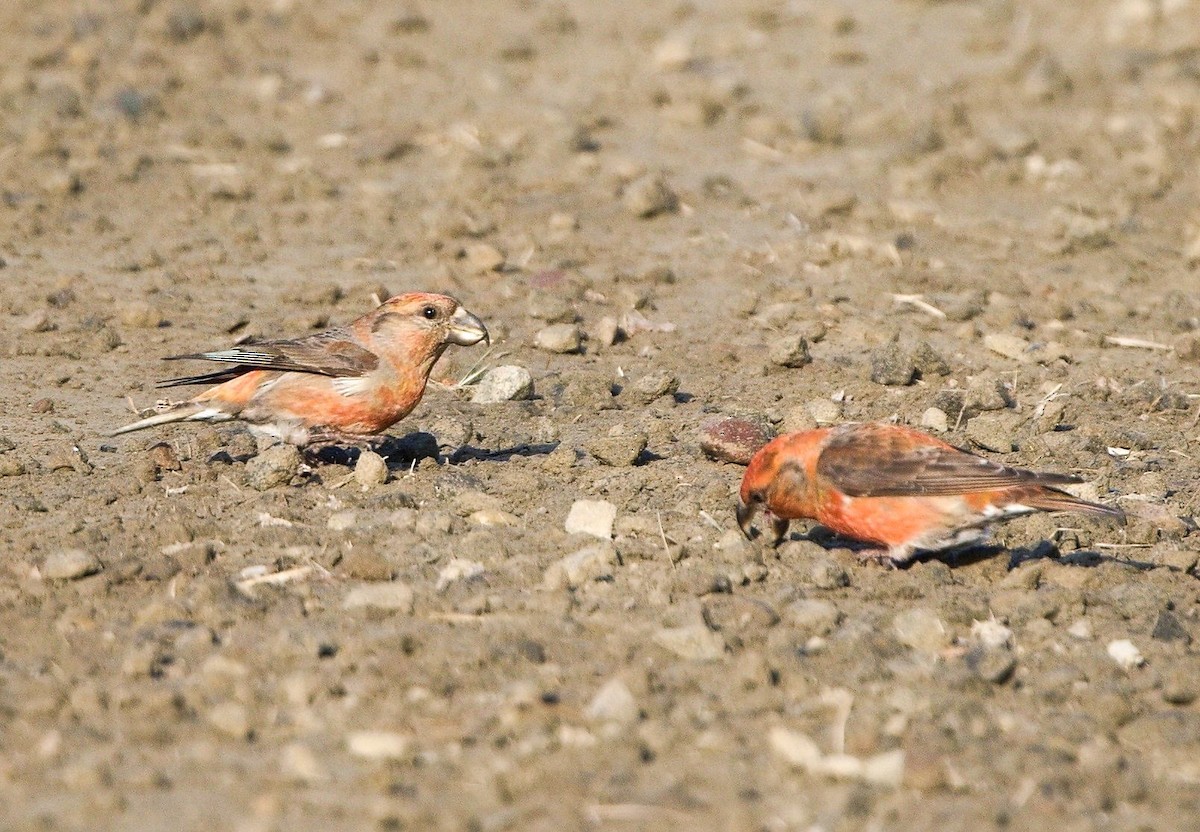 Parrot Crossbill - ML644756795