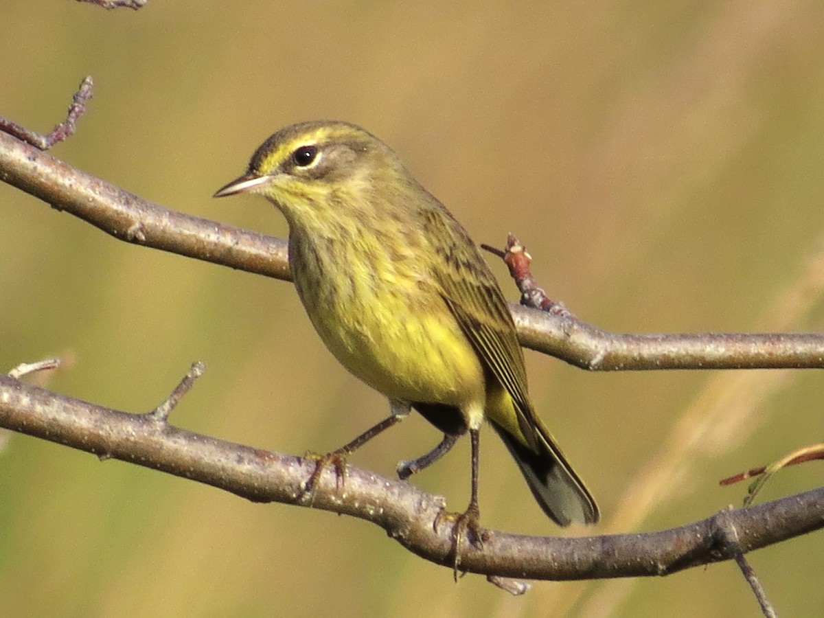 Paruline à couronne rousse (hypochrysea) - ML644756796