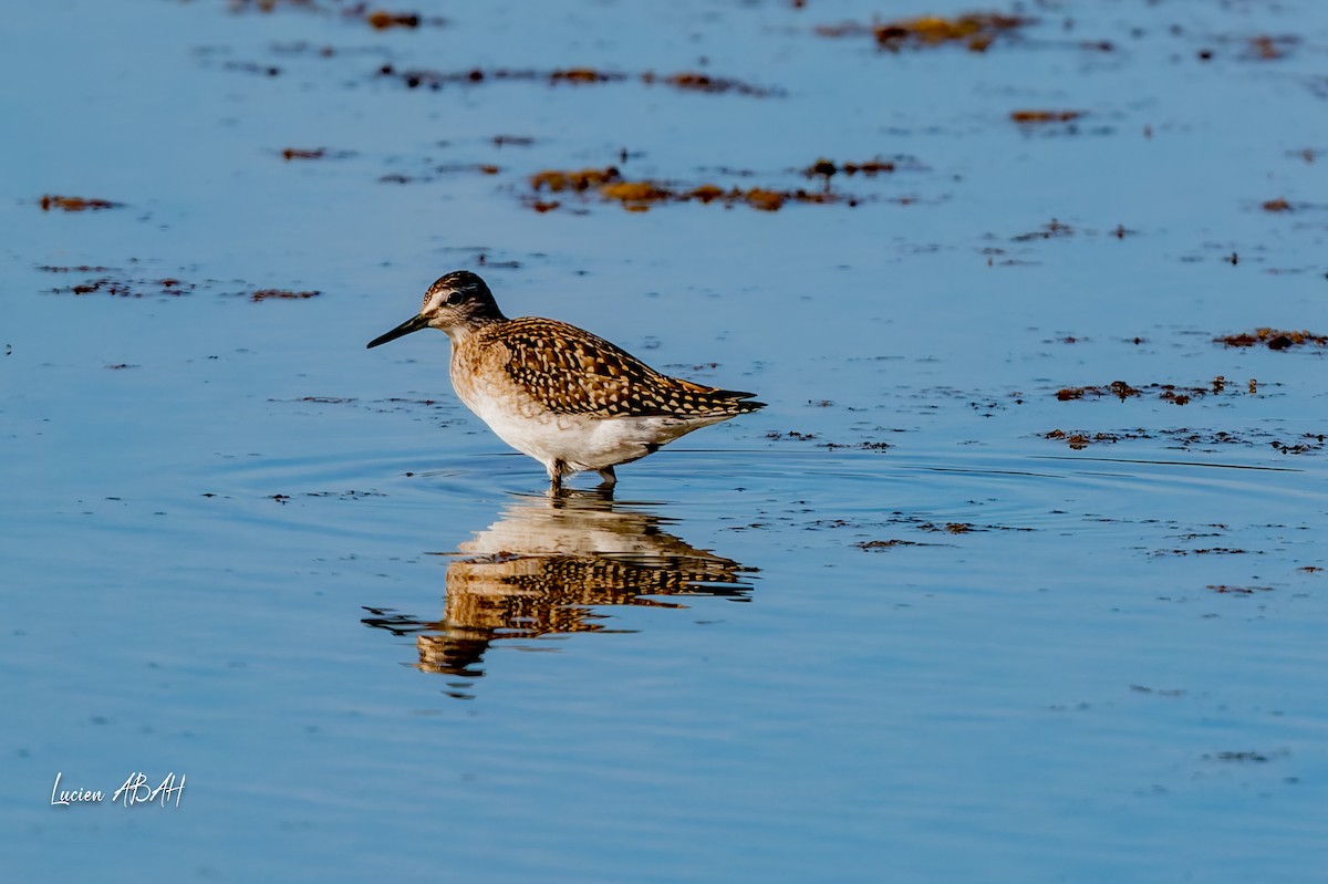 vodouš bahenní - ML644756798