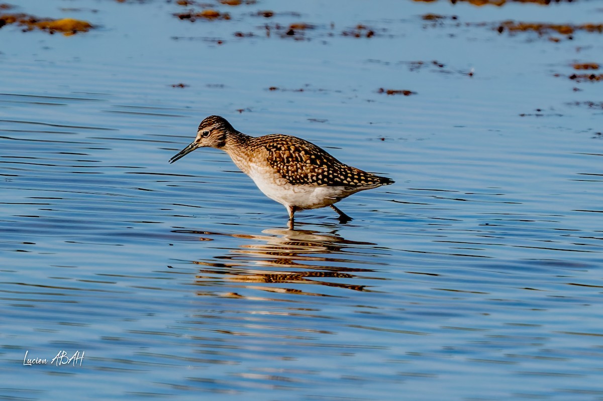 vodouš bahenní - ML644756799