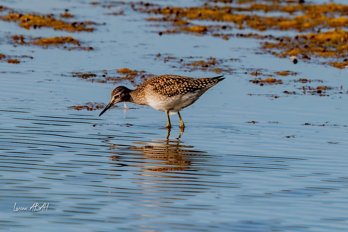 vodouš bahenní - ML644756800