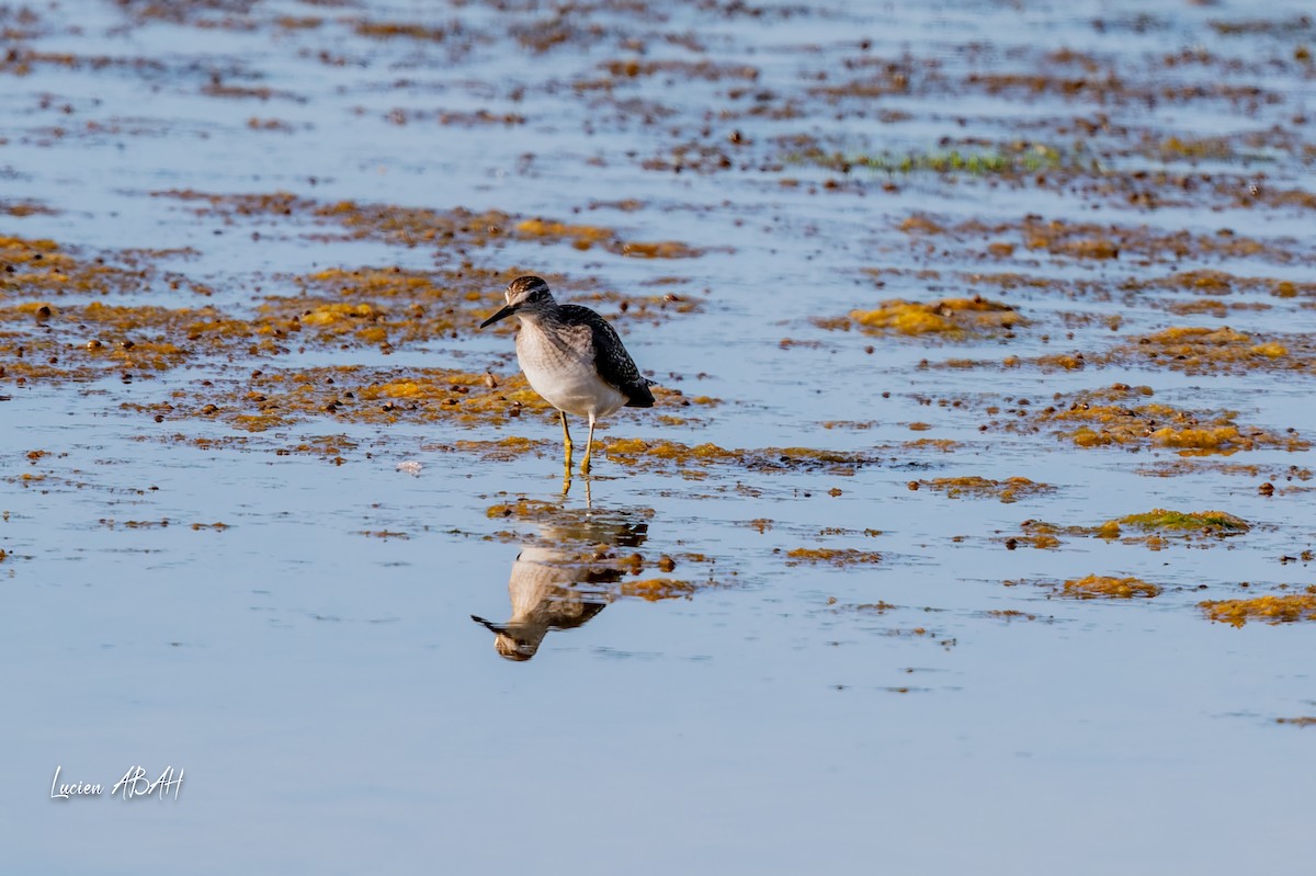 vodouš bahenní - ML644756801