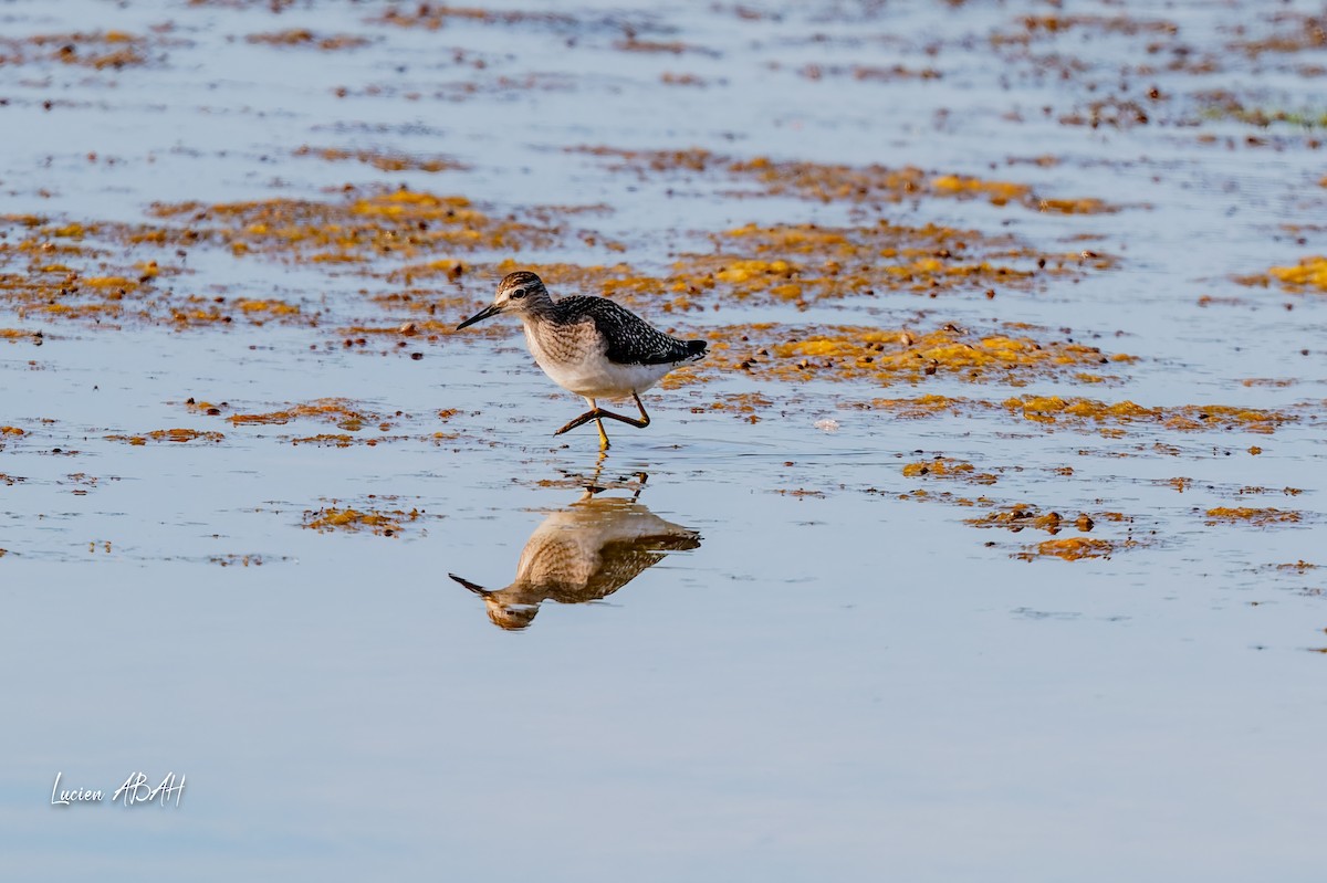 vodouš bahenní - ML644756803