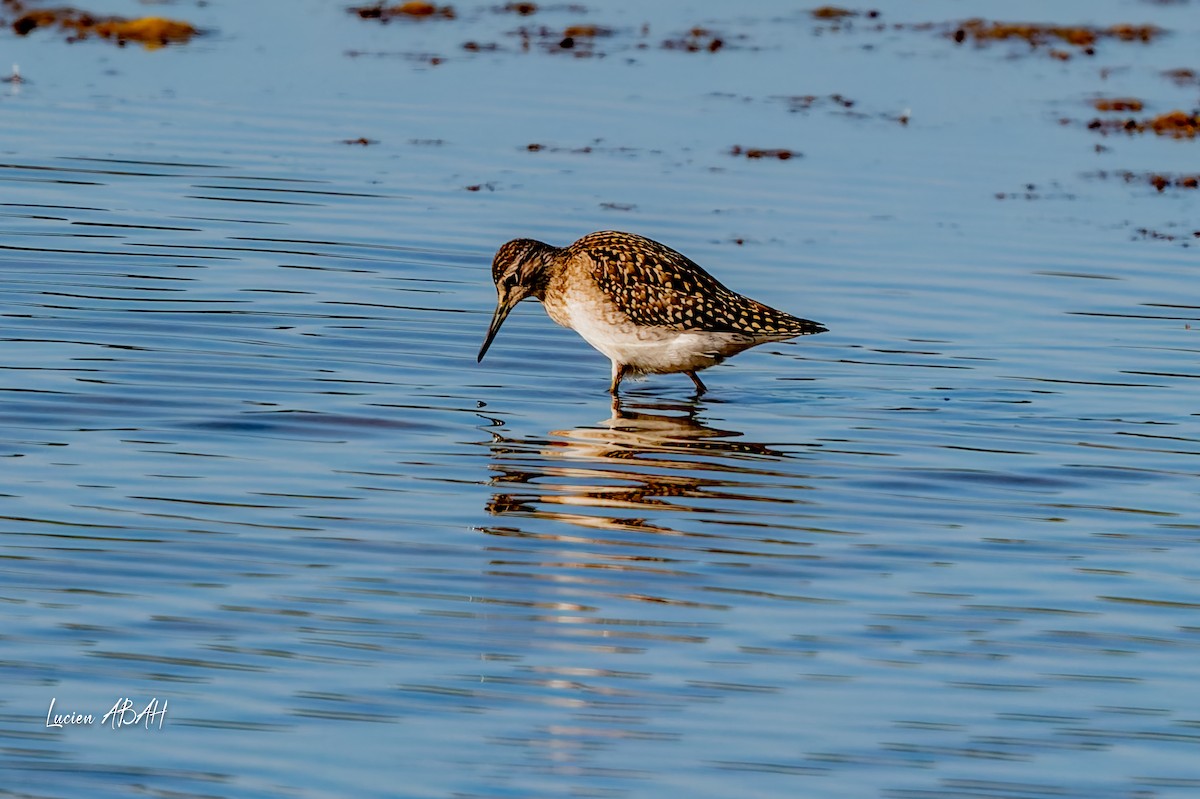 vodouš bahenní - ML644756804